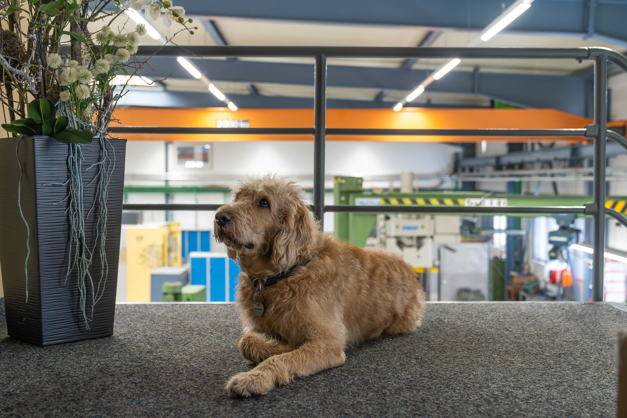 Eddy, Chief Happiness Officer